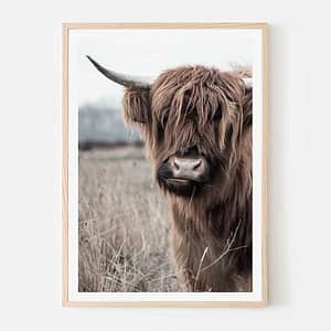 framed cow print