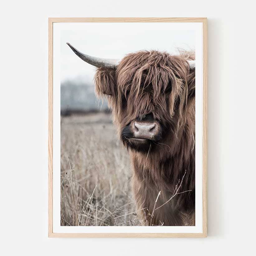 Highland Cow - contemporary framed print or canvas - Simply Art